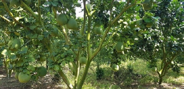 Có nhiều nguyên nhân dẫn đến tình trạng khô múi ở cây bưởi