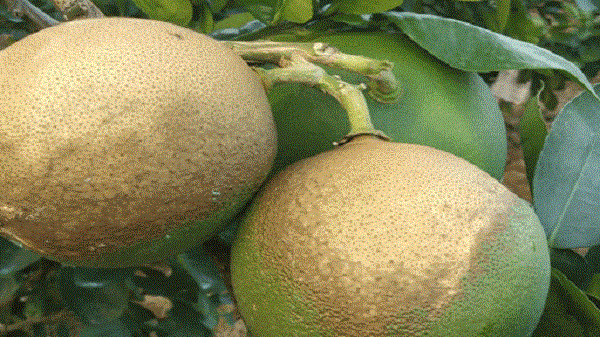 Bưởi Bị Khô Múi Cần Khắc Phục Thế Nào?