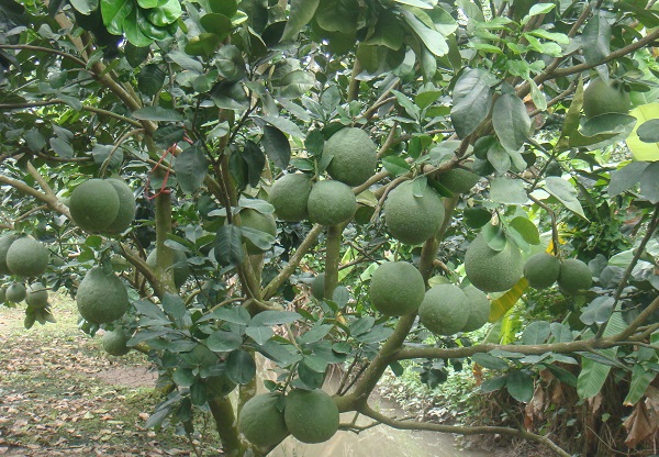 Thông thường bưởi da xanh nếu được trồng và chăm sóc trong điều kiện tốt sẽ cho trái sau khoảng 3 năm trồng