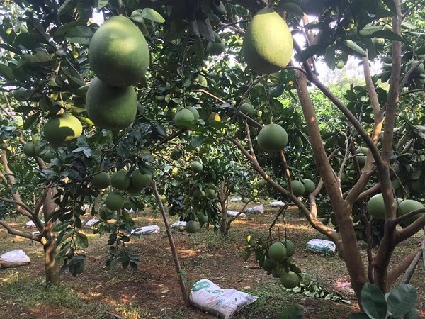 Bà con nông dân nên lưu ý đến việc chon những cây giống khoẻ mạnh, đã loại bỏ mầm bệnh