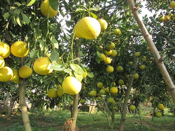 Bưởi Đường Quế Dương Có Kỹ Thuật Trồng Và Chăm Sóc Thế Nào?