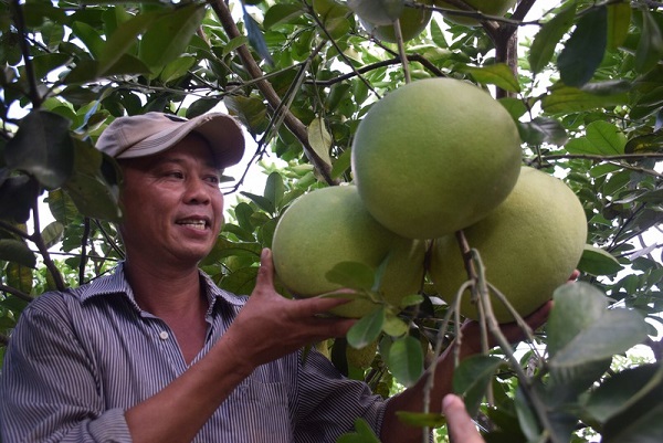 Bưởi Hồng Quang Tiến Trồng Theo Kỹ Thuật Nào?