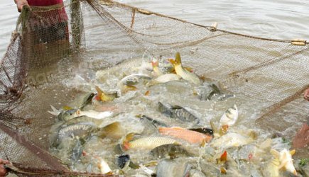 cách nuôi cá chép