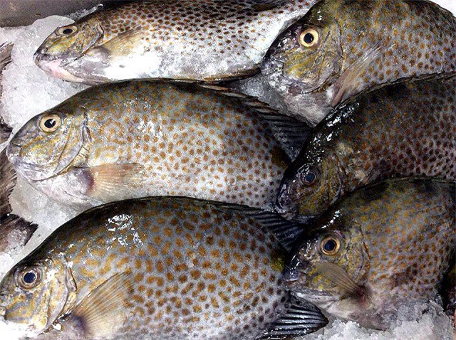 Nuôi cá dìa thương phẩm