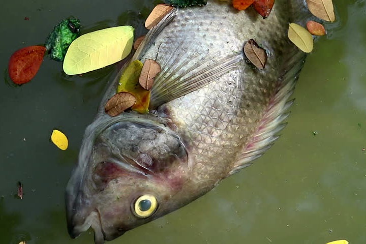 cách diệt cá rô phi