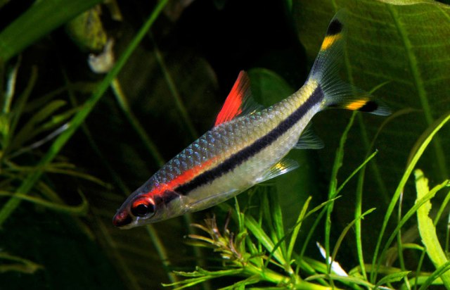 Chăm sóc cá hồng mi