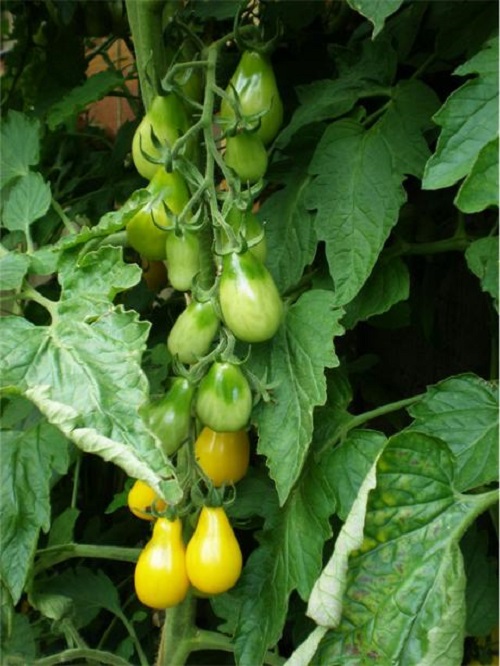 Trái cà chua có hình dáng giống như những trái lê nhỏ