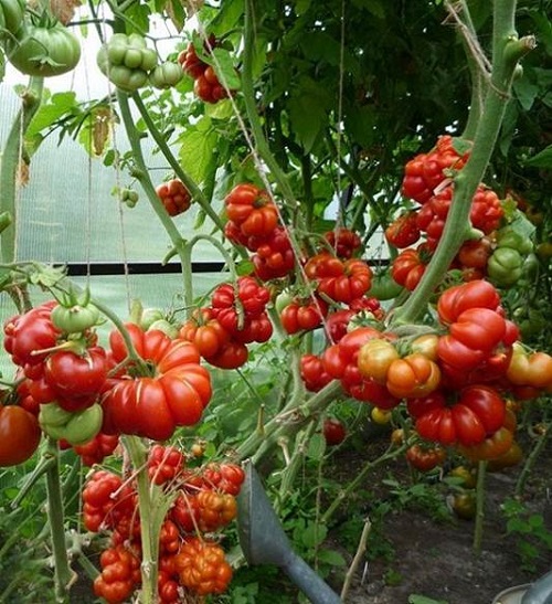 Giống cà chua mang hình dạng bên ngoài khá lạ mắt