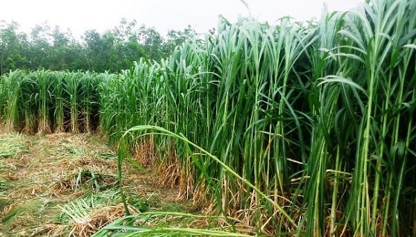 Các Giống Cỏ Nuôi Bò Có Giá Trị Dinh Dưỡng Cao