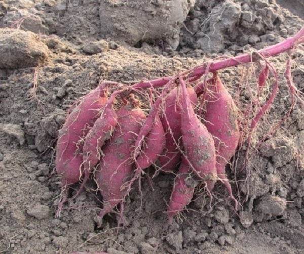 Khoai lang có thân tím và ruột màu vàng nhạt