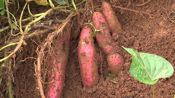 Giống khoai lang có tỷ lệ thương phẩm cao