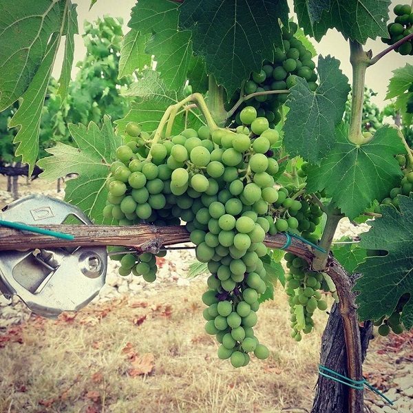 Các Giống Nho Ở Việt Nam Sinh Trường Tốt - Năng Suất Cao