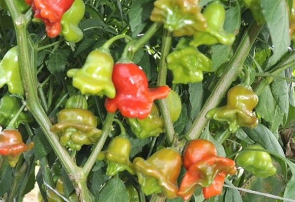 Kiểu dáng độc đáo như những bông hoa đang nở đẹp mắt