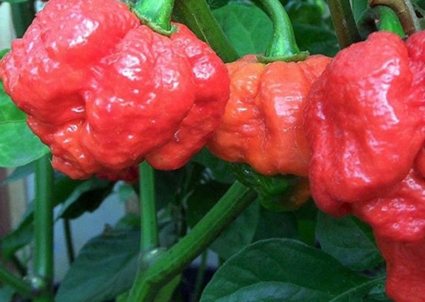 Đứng đầu danh sách các loài ớt vì độ cay khủng, đau dạ dày khi ăn