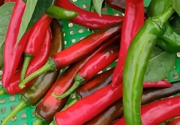 Ớt dài Hàn Quốc thích hợp trồng làm kinh tế với năng suất cao