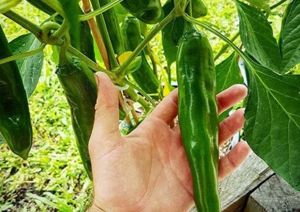 Ớt sừng trâu cho ra trái to và nặng