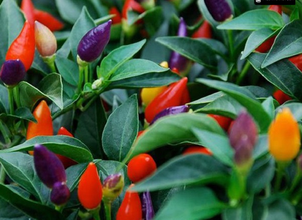 Các Giống Ớt Hiện Nay Dễ Trồng Cho Năng Suất Cao