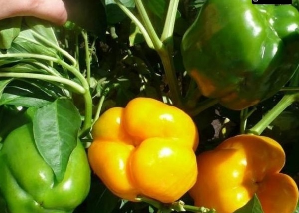 Đây là giống ớt ngọt , trái to thịt dày thích hợp làm trang trí món ăn