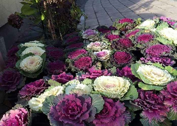 Bắp cải hoa hồng có giá trị dinh dưỡng cao