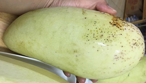 Xoài tượng có kích thước lớn và khi ăn có độ giòn rất ngon