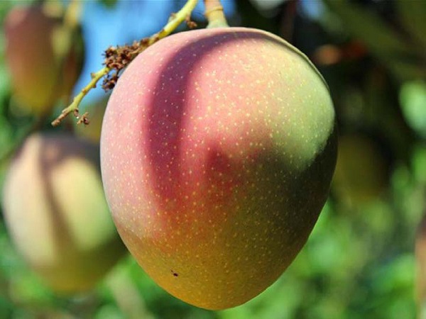 Các Giống Xoài Ngon Được Trồng Nhiều Hiện Nay