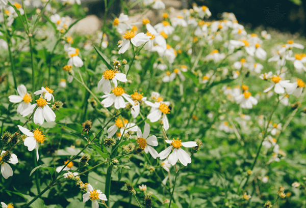 Cỏ xuyến chi giúp giữ đất tơi xốp, duy trì độ ẩm cho đất