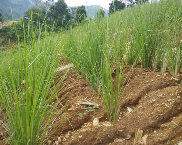 Cỏ giúp ngăn xói mòn đất và cải tao tầng đất sét bị nén chặt