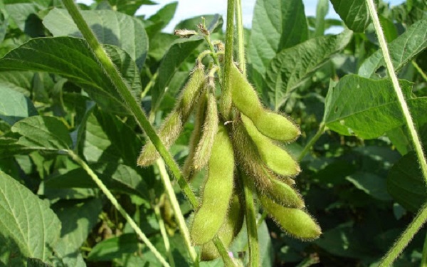 Đậu nành giúp cải tạo nguồn đạm trong đất rất tốt