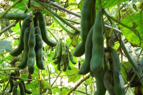 Các Loại Cây Cải Tạo Đất Nhanh Nhất