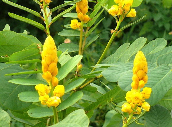 Cỏ muồng vàng làm tăng nguồn dinh dưỡng hữu cơ cho đất