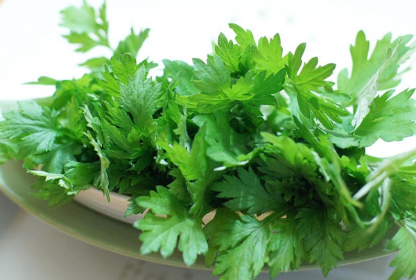 Lá ngải cứu được sử dụng trong trường hợp cần cầm máu gấp