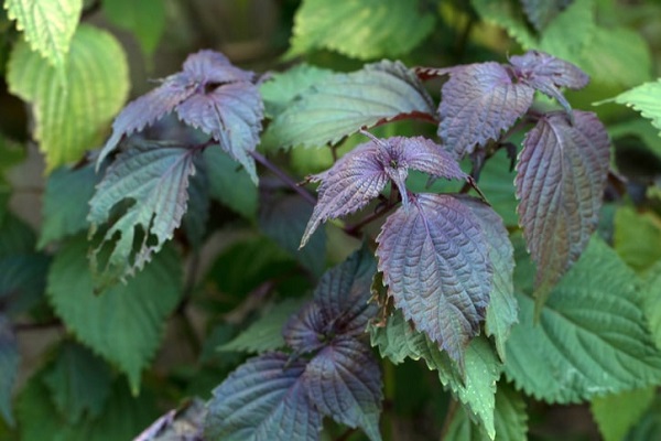 Các Loại Cây Cầm Máu Dễ Tìm Trong Vườn Nhà