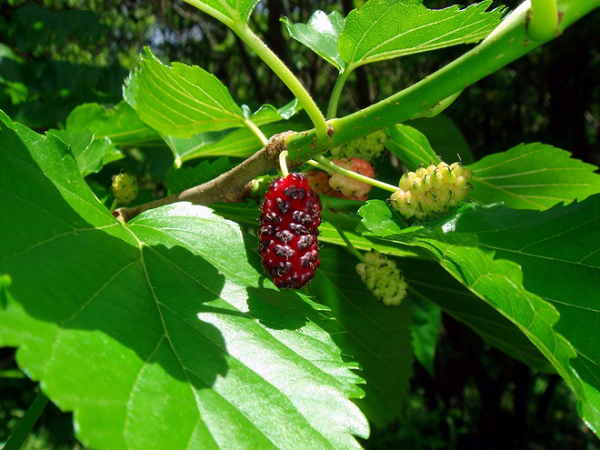 Lá dâu non được sử dụng như một loại thuốc cầm máu tự nhiên