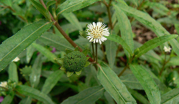 Cỏ mực là loại thảo dược có công dụng cầm máu rất tốt