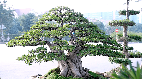 Các Loại Cây Cảnh Có Giá Trị Kinh Tế Cao