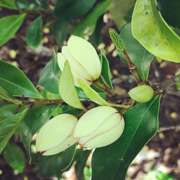 Cây hoa màu trắng có hương thơm dễ chịu