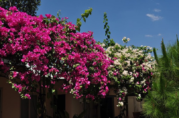 Bông giấy cũng là loại cây thích nghi tốt khi được trồng ngoài trời