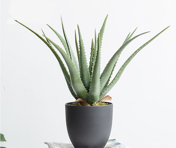 Các Loại Cây Cảnh Đẹp Dễ Trồng Trong Nhà