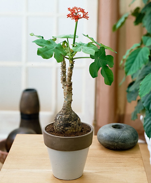 Cây ngô đồng cũng là dòng cây cảnh dễ chăm sóc được trồng nhiều trong nhà