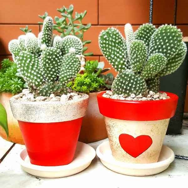 Xương rồng có khả năng thích nghi tốt với nhiều môi trường sinh sống khác nhau