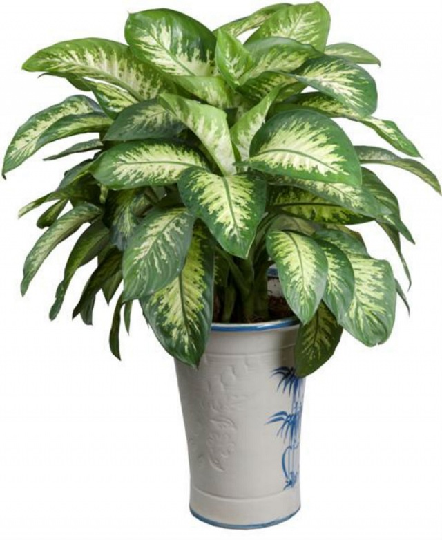 Vạn niên thanh là loại cây cảnh được trang trí phổ biến trong nhà ở nhưng có thể gây ra viêm da nhẹ nếu tiếp xúc với nhựa cây