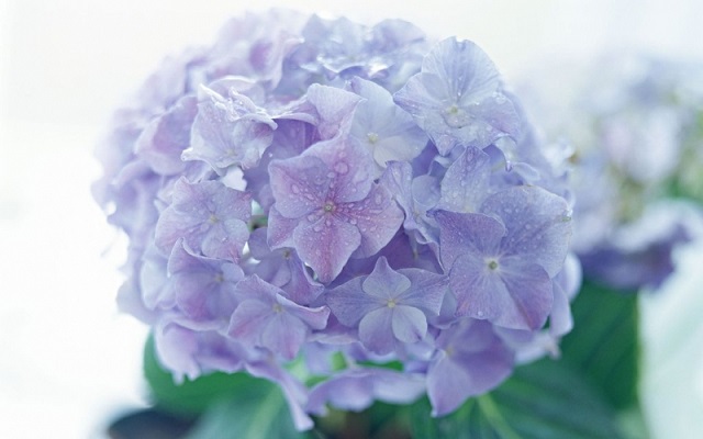 Trong cây hoa cẩm tú cầu có chứa độc tố gây hại