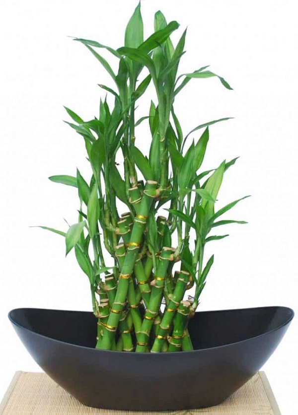 Nói đến cây hút khí độc nên trông trong nhà thì không thể bỏ qua cây phất dụ