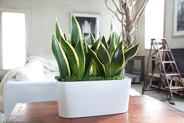 Cây lưỡi hổ được trồng phổ biến trong nhà với mục đích lọc sạch không khí