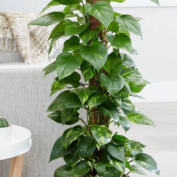 Trồng cây trầu bà trong nhà giúp không khí thêm trong lành hơn