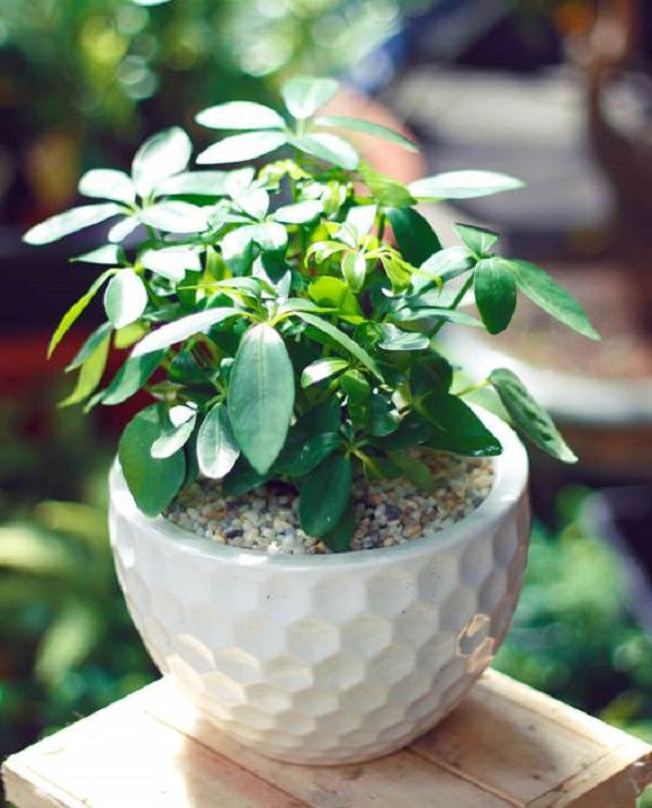 Các Loại Cây Cảnh Hút Khí Độc Thích Hợp Trồng Trong Nhà