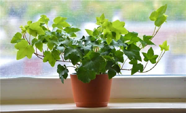 Nói đến những loại cây chịu bóng râm thì không thể bỏ qua cây vạn niên thanh