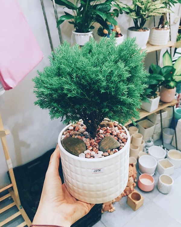 Các Loại Cây Chịu Bóng Râm Được Trồng Phổ Biến Hiện Nay