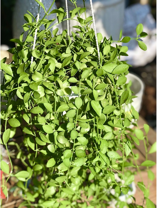 Cây đô la có thể trồng ở nơi ánh nắng mặt trời chiếu vào trực tiếp mà không ảnh hưởng đến khả năng phát triển