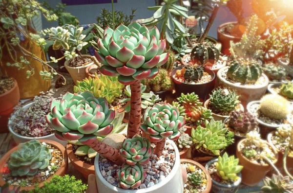 Các Loại Cây Chịu Hạn Tốt Tiết Kiệm Thời Gian Chăm Sóc